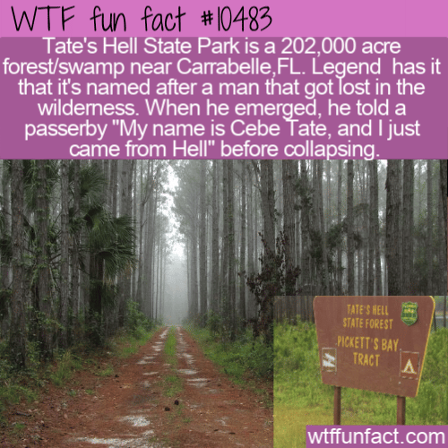 WTF Fun Fact - Tate's Hell State Park