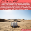WTF Fun Fact – Toto Forever In Africa