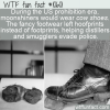 WTF Fun Fact – Cow Shoes