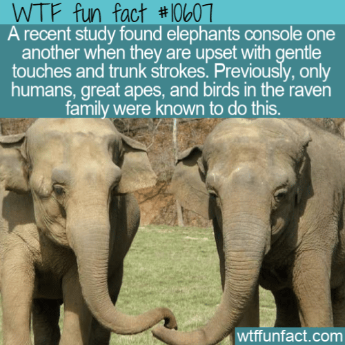 WTF Fun Fact - Gentle Touch