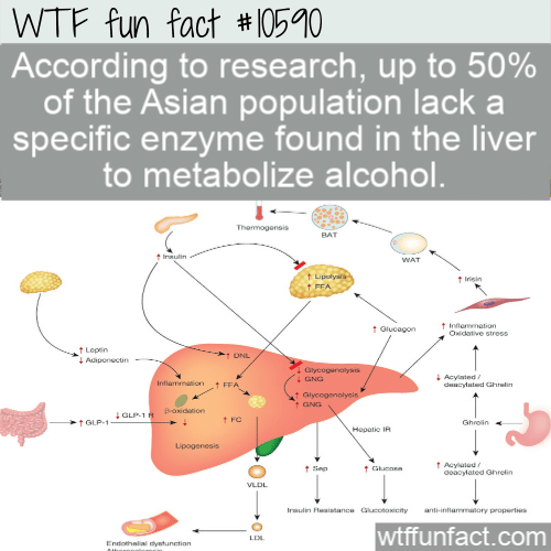 WTF Fun Fact - Lack A Liver Enzyme
