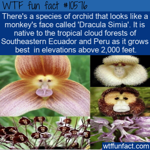 WTF Fun Fact - Monkey Face Orchid