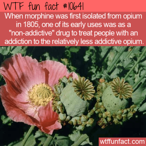 WTF Fun Fact - Morphine VS Opium