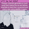 WTF Fun Fact – Penguin Colony Poop