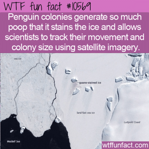 WTF Fun Fact - Penguin Colony Poop