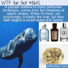 WTF Fun Fact – Sweet Sperm Whale Ambergris