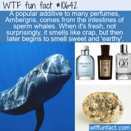 WTF Fun Fact - Perfumes From Sperm and Poop
