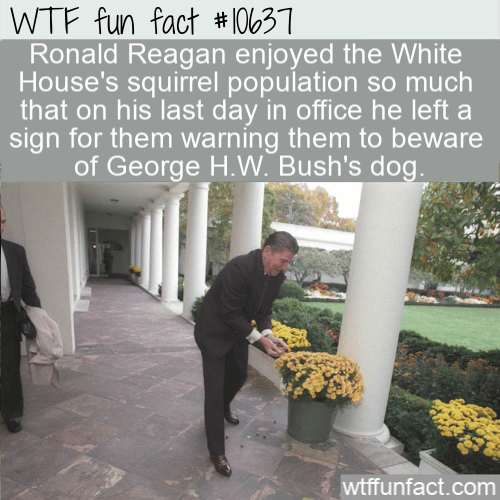 WTF Fun Fact - Reagan's Squirrel Note