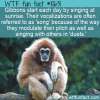WTF Fun Fact – Sunrise Song