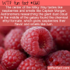 WTF Fun Fact – The Milky Way Tastes Like Raspberries