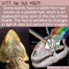 WTF Fun Fact – Parietal Eye