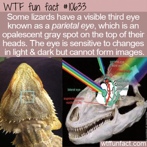 WTF Fun Fact - Third Eye