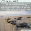 WTF Fun Fact – Trash Cleanup Brings Olive Ridley Hatchlings