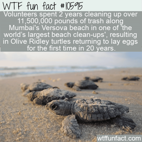 WTF Fun Fact - Trash Cleanup Brings Olive Ridley Hatchlings