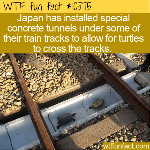 WTF Fun Fact - Turtle Railroad Crossing