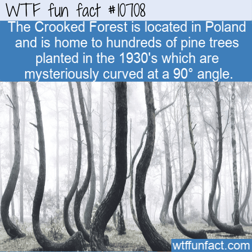 WTF Fun Fact - Amazing trees