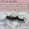 WTF Fun Fact – Belgica Antarctica