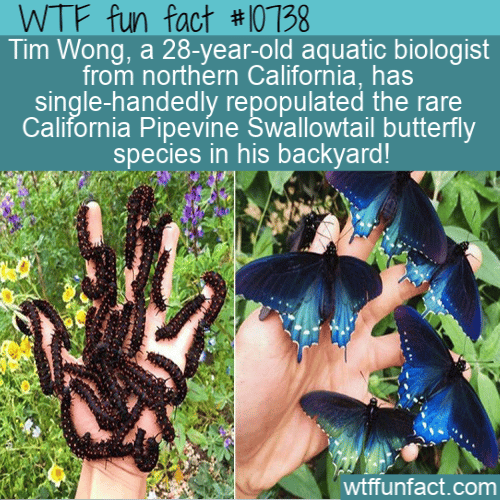 WTF Fun Fact - California Pipevine Swallowtail