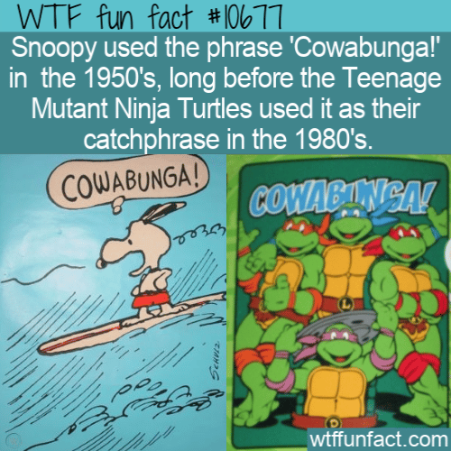 WTF Fun Fact - Cowabunga!