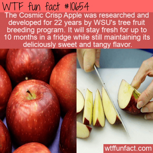 WTF Fun Fact - Fresh Apple For 10 Months