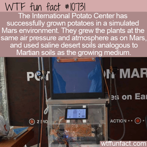 WTF Fun Fact - Martian Potatoes
