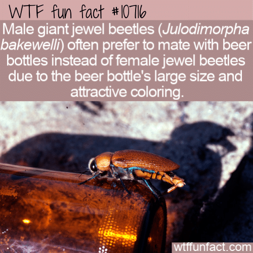 WTF Fun Fact - Mate By Attractive Coloring