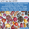 WTF Fun Fact – Peru Potatoes