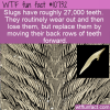 WTF Fun Fact – Slug Teeth