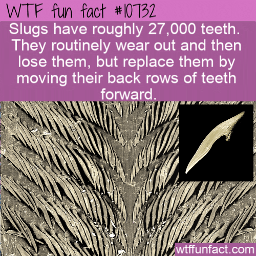 WTF Fun Fact - Slug Teeth