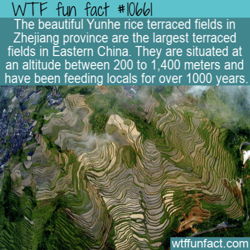 WTF Fun Fact - Terraced Fields
