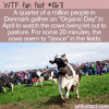 WTF Fun Fact – Danes Watch Dancing Cows