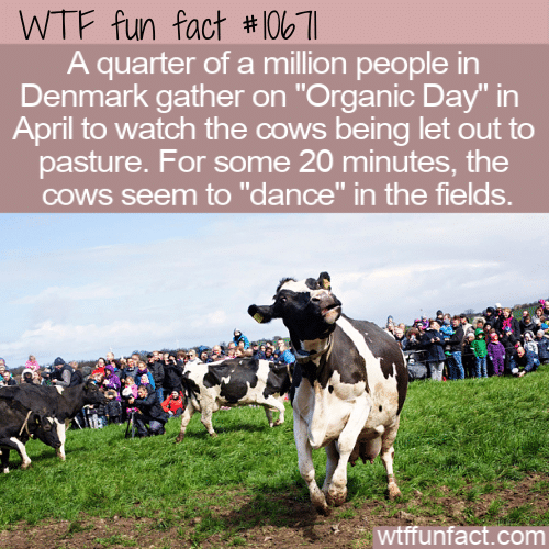 WTF Fun Fact - Danes Watch Cows Dance
