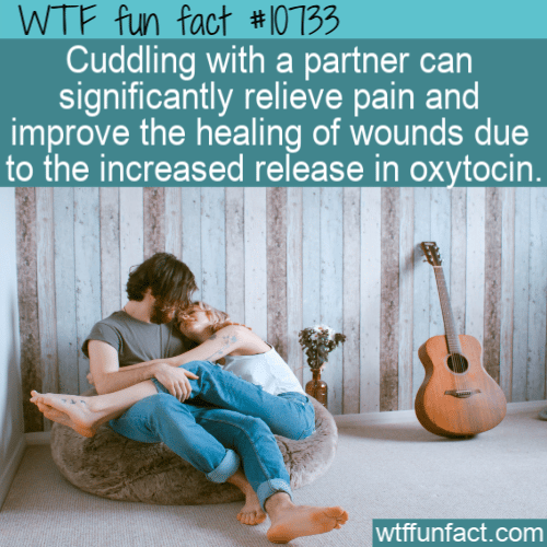 WTF Fun Fact - cuddling heals