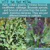 WTF Fun Fact – Brassica Oleracea