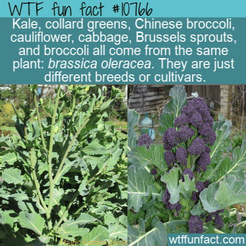 WTF Fun Fact - All From Brassica Oleracea