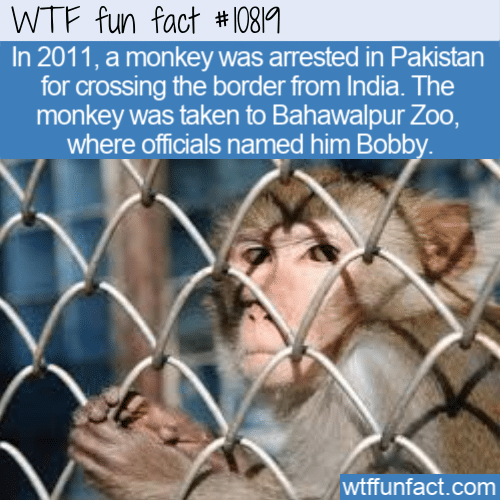 WTF Fun Fact - Arrested Monkey