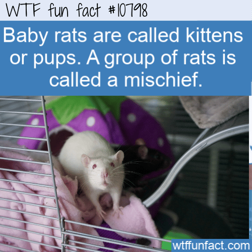 WTF Fun Fact - Baby Rats are Kittens