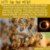 WTF Fun Fact – Bees Don’t Buzz
