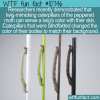 WTF Fun Fact – Blindfolded Caterpillars