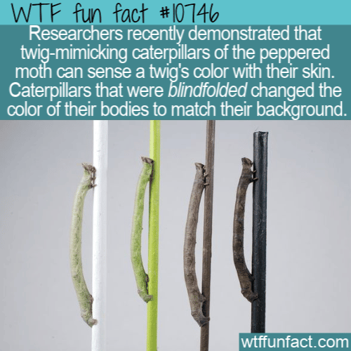 WTF Fun Fact - Blindfolded Caterpillars