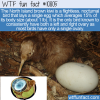 WTF Fun Fact – North Island Brown Kiwi