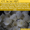 WTF Fun Fact – Left Wing Only