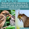 WTF Fun Fact – A Bird’s Diet