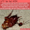 WTF Fun Fact – Where’s A Cockroach’s Brain?