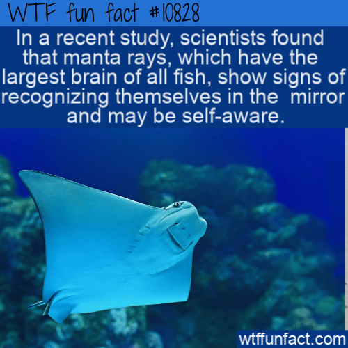 WTF Fun Fact - Manta Rays Recognize Themselves