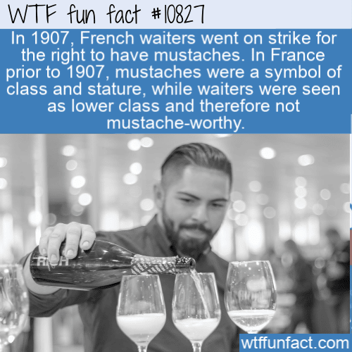 WTF Fun Fact - Mustaches For All
