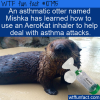 WTF Fun Fact – Asthmatic Otter