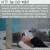 WTF Fun Fact – Selfless Parrots