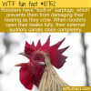 WTF Fun Fact – Rooster’s Earplugs