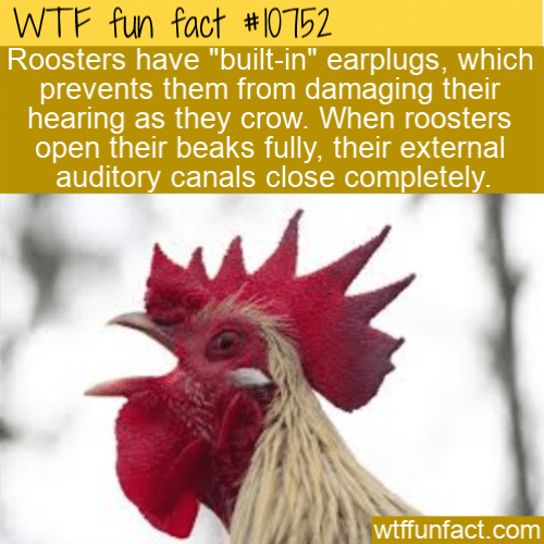 WTF Fun Fact - Rooster's Earplugs